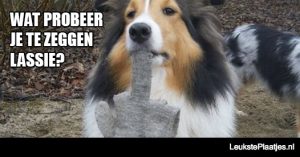 Lassie zegt