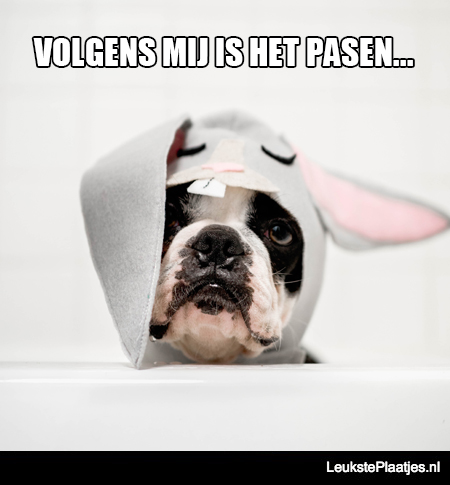 Volgens de verkleedde hond is het pasen