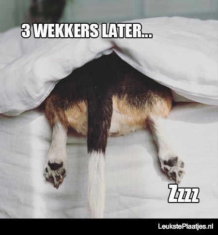 3 wekkers later Zzzzz lekker uitslapen