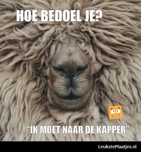 Hoe bedoel je? Ik moet naar de kapper
