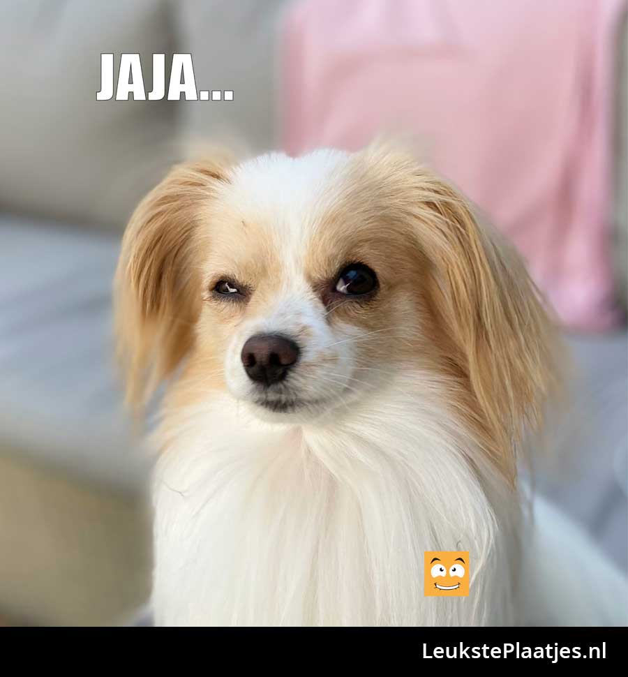 Hondje jaja