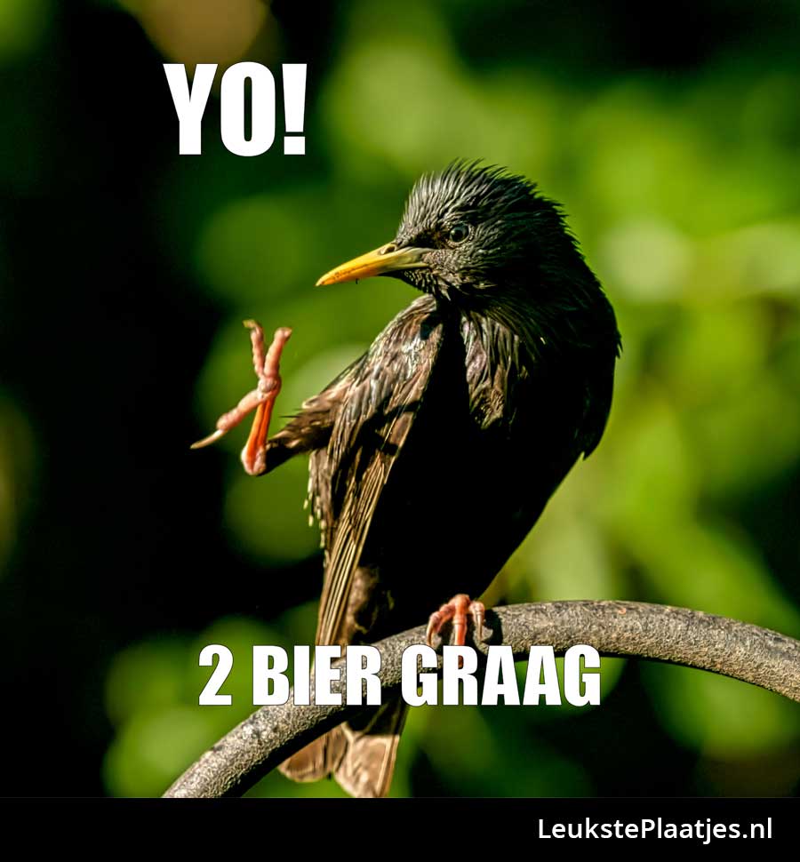 Vogel bestelt 2 bier