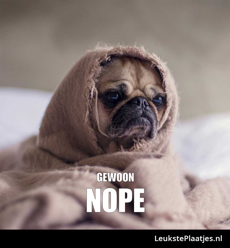 Pug gewoon nope
